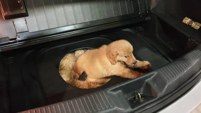 Attempt to smuggle 12 puppies foiled at Tuas Checkpoint Attempt to smuggle 12 puppies foiled at Tuas Checkpoint