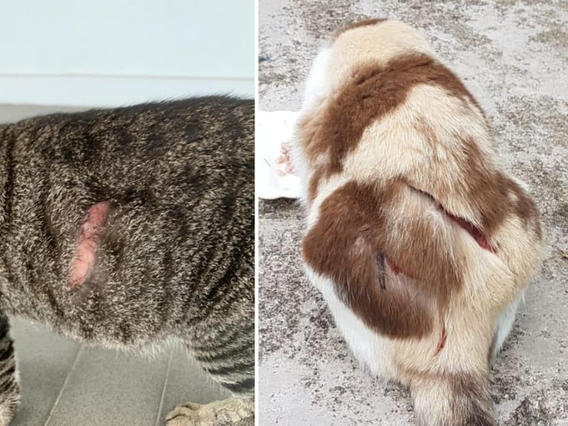 Cats were found with slash wounds in the Ang Mo Kio area. Cats were found with slash wounds in the Ang Mo Kio area.
