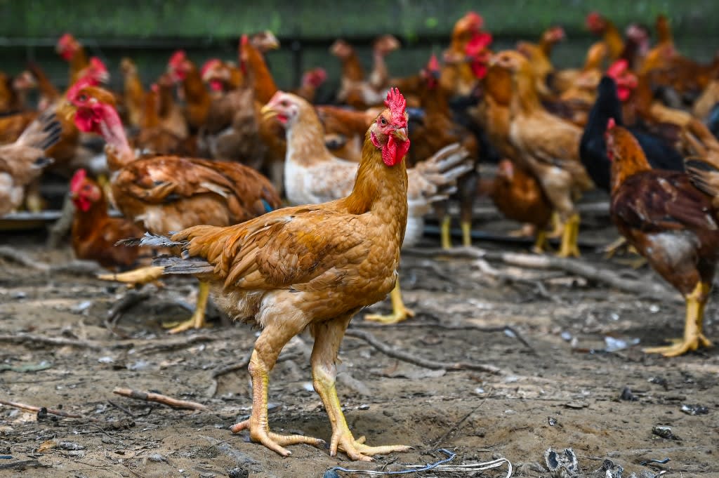 Chickens are seen in a poultry farm in Temerloh in Malaysia's Pahang state on May 31, 2022. 