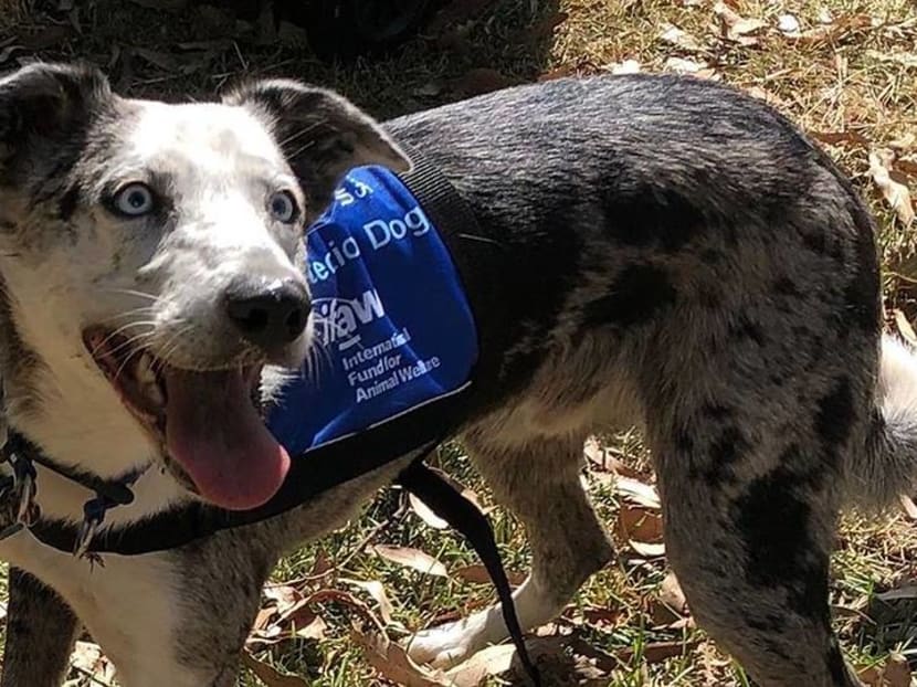 Famous rescue dog Bear continues to help find koalas in Australia bushfires