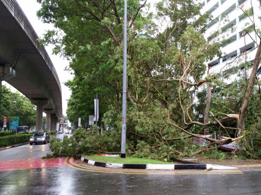 Gallery: Trees in Singapore felled during thunderstorm