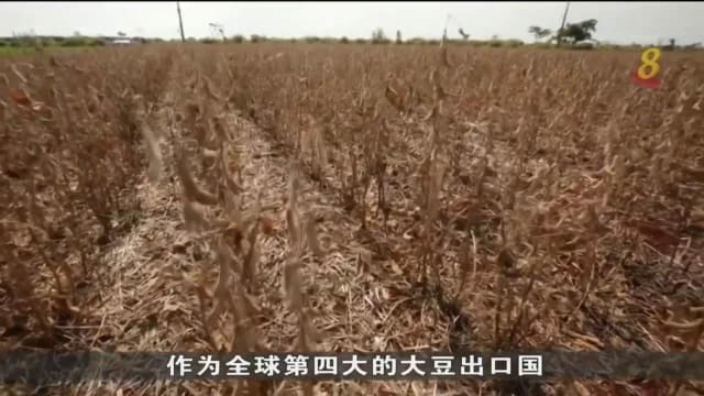 因遭遇干旱天气 巴拉圭预计将首次进口大豆