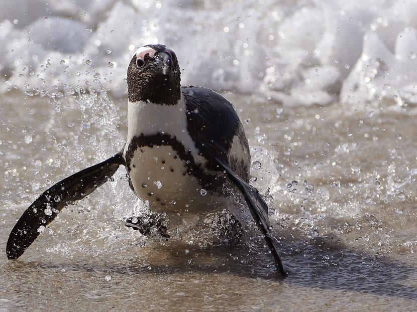 A Penguin runs out of the ocean after swimming with other penguins at Boulders beach a popular tourist destination in Simon's Town, South Africa. AP file photo.