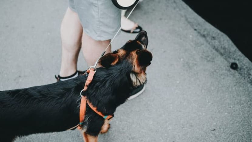 Lelaki didenda, gaduh di lobi HDB selepas enggan gerakkan anjing ke tepi bagi orang keluar lif Lelaki didenda, gaduh di lobi HDB selepas enggan gerakkan anjing ke tepi bagi orang keluar lif