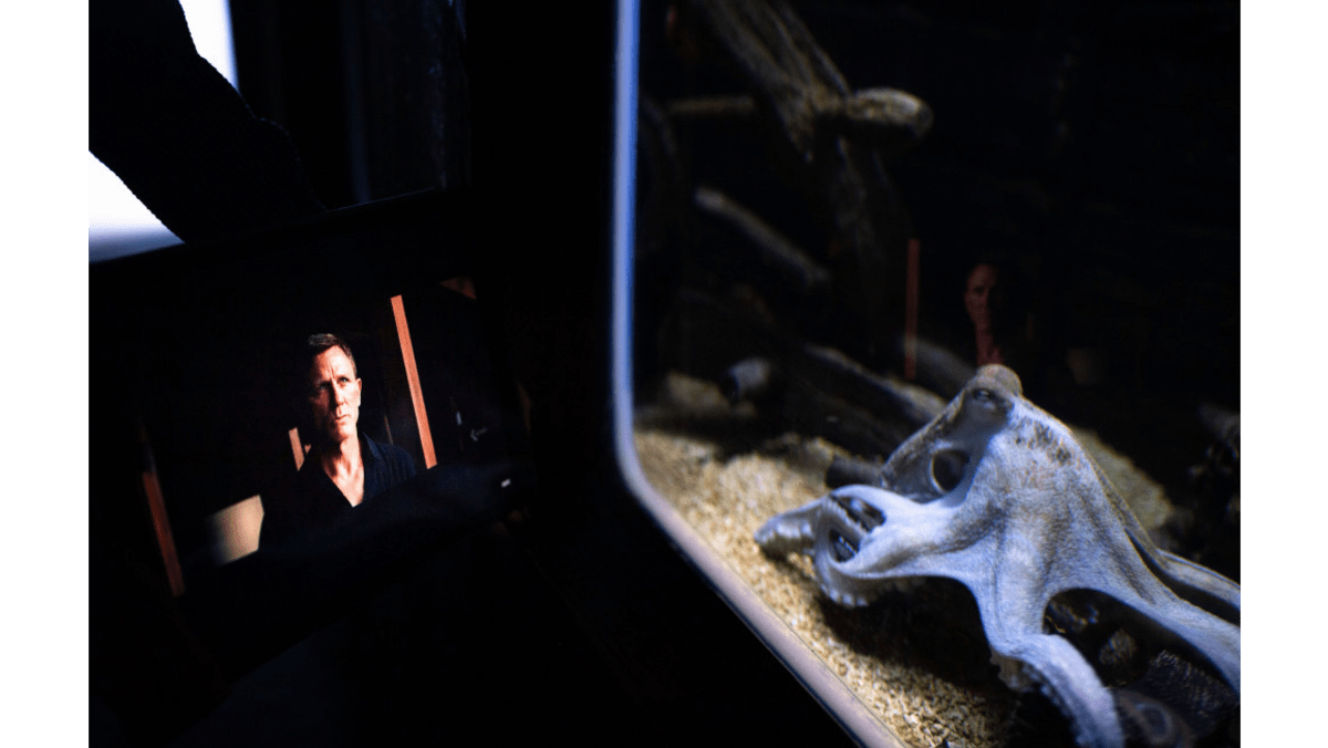 This Octopus Is Named Gamora And It Has A James Bond Obsession 8days