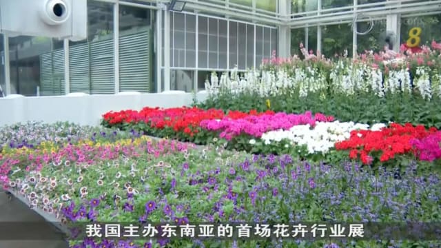 我国首办东南亚花卉行业展 150品种争艳斗丽