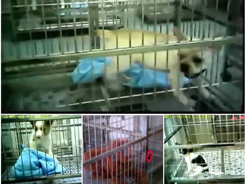 21 pet shops were found to have breached one or more conditions under the Pet Shop Licence Conditions. Photos: ACRES 21 pet shops were found to have breached one or more conditions under the Pet Shop Licence Conditions. Photos: ACRES