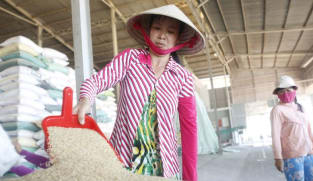 Vietnam to cut annual rice exports by 44% to 4 million tonnes by 2030