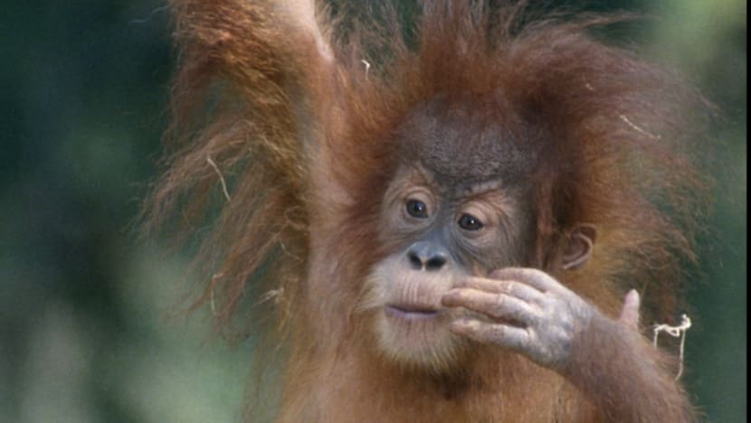 Great apes in San Diego become first non-human primates to receive COVID-19 vaccination Great apes in San Diego become first non-human primates to receive COVID-19 vaccination