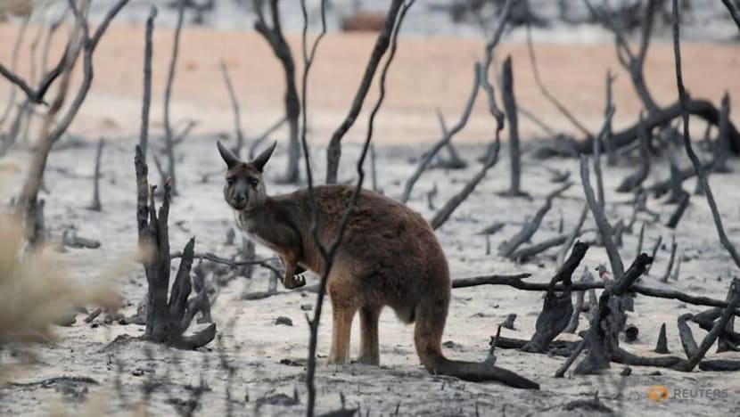 Australia's state of New South Wales to make landowners clear fire hazards Australia's state of New South Wales to make landowners clear fire hazards