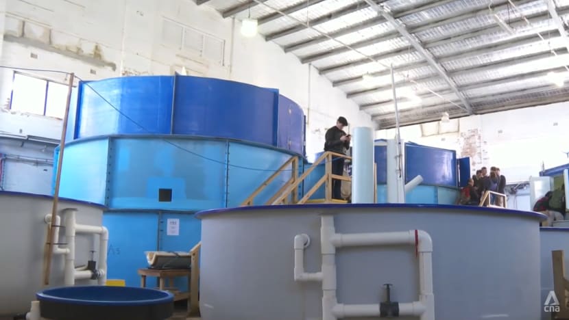 Singapore aims to tackle high fish mortality rate in nascent aquaculture sector with lessons from Australia Singapore aims to tackle high fish mortality rate in nascent aquaculture sector with lessons from Australia