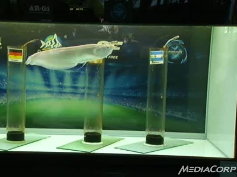 Buyers are offering almost S$5,000 to the owner of a pair of dragon fish, which are called Big Huat and Small Huat, which played tipsters during the World Cup. Photo: Channel NewsAsia