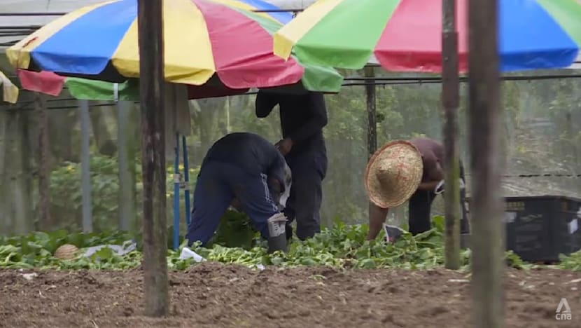 70 Lim Chu Kang farms to get final lease extension