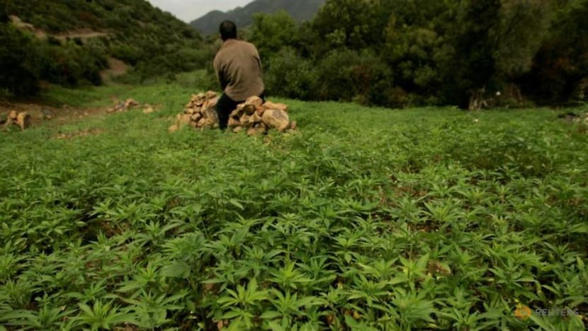 Morocco set to legalise cannabis production for medical use Morocco set to legalise cannabis production for medical use