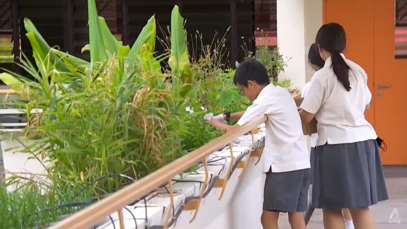 Panel suria atas bumbung, kebun hidroponik: Pendidikan iklim mendapat sambutan di sekolah-sekolah Singapura