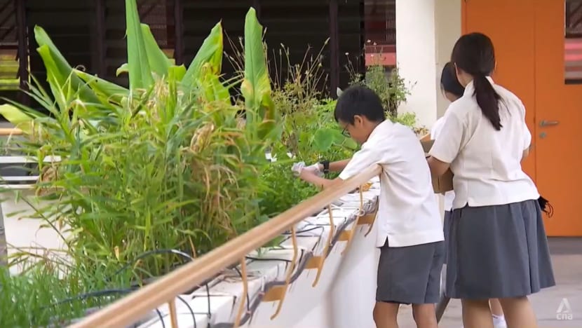 Dengan panel surya dan hidroponik, Singapura tanamkan edukasi perubahan iklim kepada pelajar Dengan panel surya dan hidroponik, Singapura tanamkan edukasi perubahan iklim kepada pelajar