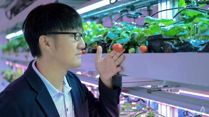 Genetics and AI: The tech that goes into growing strawberries in Singapore