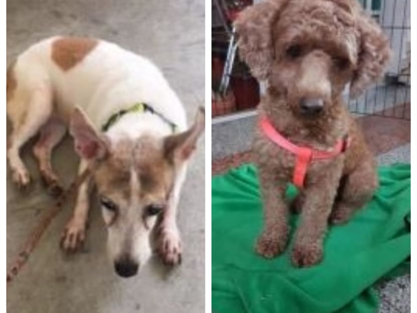 Jack Russel Terrier Galgal and Toy poodle Yoyo were abandoned by their owners, who have been issued fines and disqualification orders by the Agri-Food and Veterinary Authority (AVA). Photos: AVA