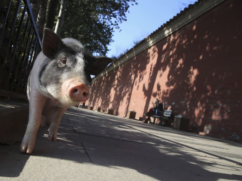 A pet pig wanders along the sidewalk next to Changan Avenue in central Beijing on Nov 21, 2013. Photo: Reuters