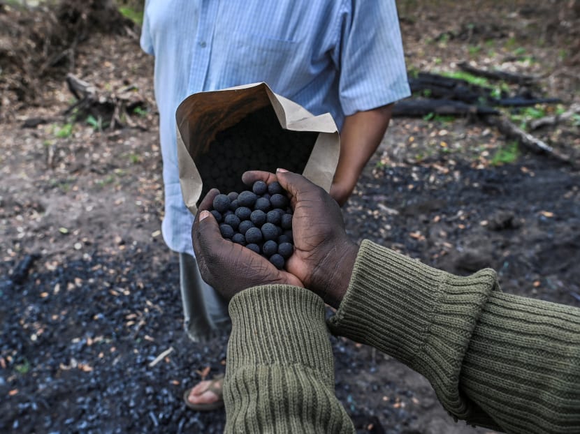 Mr Teddy Kinyanjui (in blue), co-founder of Seedballs Kenya, disperses seed balls by hand alongside a ranger from partner organisation, the Mara Elephant Project at a section of destroyed habitat in Nyakweri indigenous forest in the Masai Mara ecosystem in Narok county on Feb 3, 2021. Mr Teddy Kinyanjui (in blue), co-founder of Seedballs Kenya, disperses seed balls by hand alongside a ranger from partner organisation, the Mara Elephant Project at a section of destroyed habitat in Nyakweri indigenous forest in the Masai Mara ecosystem in Narok county on Feb 3, 2021.