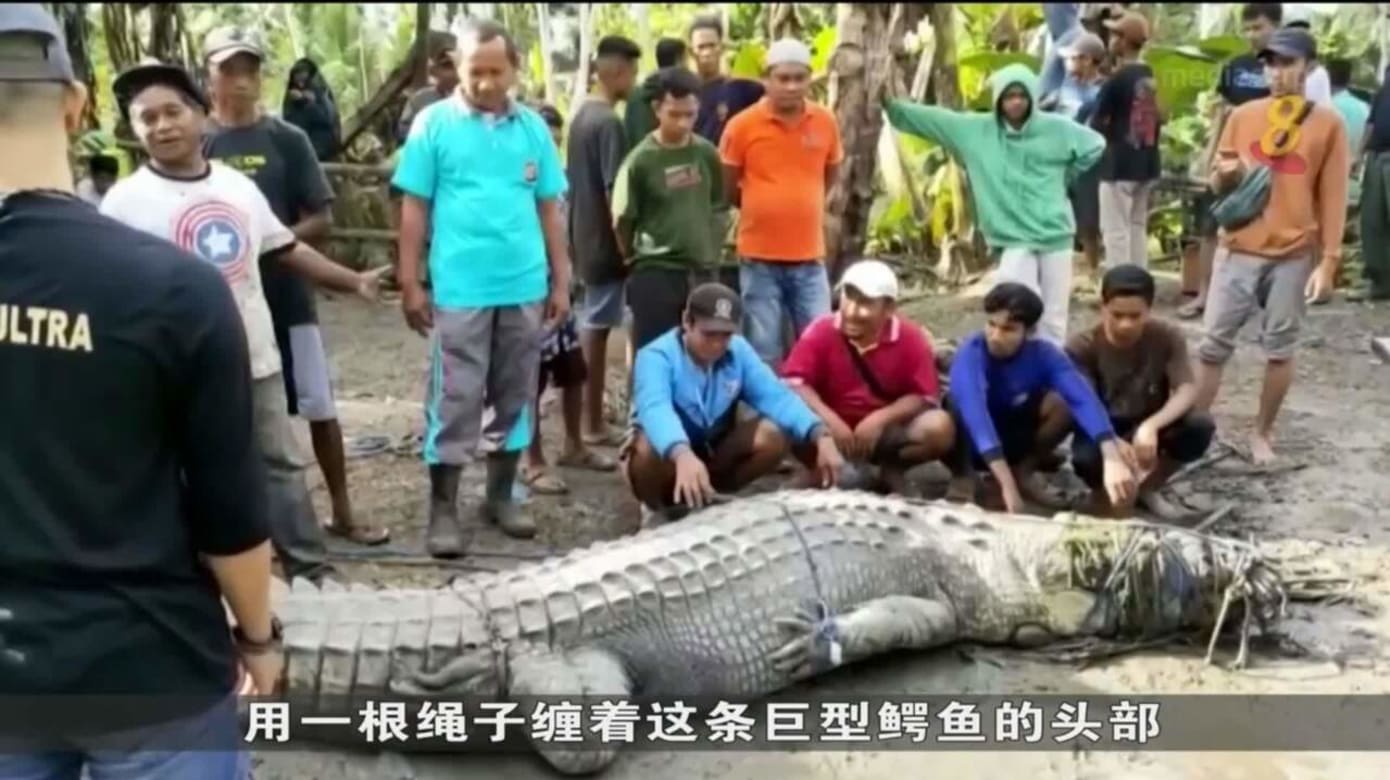 巨鳄横行印尼村庄 一村民冒险活擒鳄鱼