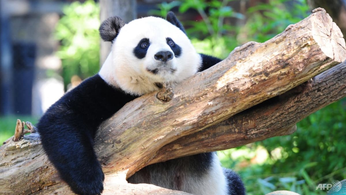 Not so black and white? Panda fibs fuel anti-US vibe in China
