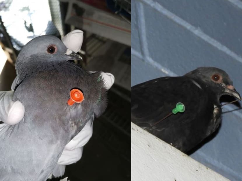 Acres said it was alerted on Feb 28 by a member of the public, who had rescued a rock pigeon with a dart in its body at 864 Jurong West Street 81. When Acres arrived at the scene, another pigeon was found with two similar darts in its body, before flying away.