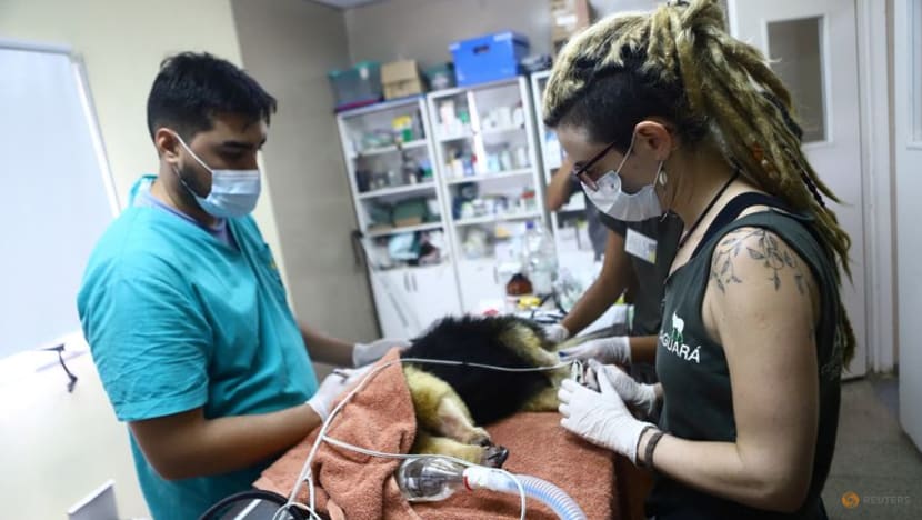 Capybaras, marsh deer, anteaters flee Argentina wildfires; many don't escape Capybaras, marsh deer, anteaters flee Argentina wildfires; many don't escape