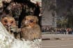 Telok Blangah Residents Irritated By Crowds Gathering For Glimpse Of Cute Sunda Owls 