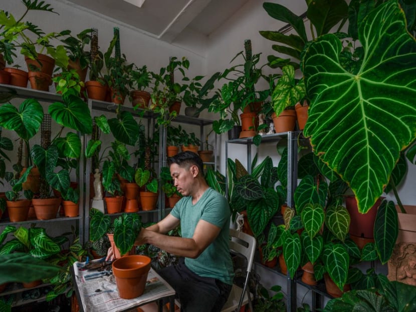 This picture taken on March 7, 2021 shows Mr Leiister Soon adding fertiliser to an anthurium crystallinum plant in his home in Kuala Lumpur. Learning to tell your elephant ears from your flamingo flowers has become the latest virus lockdown escape in Malaysia, where houseplants are very much in season. This picture taken on March 7, 2021 shows Mr Leiister Soon adding fertiliser to an anthurium crystallinum plant in his home in Kuala Lumpur. Learning to tell your elephant ears from your flamingo flowers has become the latest virus lockdown escape in Malaysia, where houseplants are very much in season.