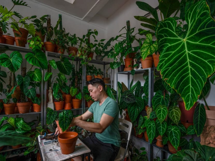 This picture taken on March 7, 2021 shows Mr Leiister Soon adding fertiliser to an anthurium crystallinum plant in his home in Kuala Lumpur. Learning to tell your elephant ears from your flamingo flowers has become the latest virus lockdown escape in Malaysia, where houseplants are very much in season.
