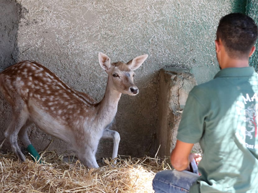 Gaza zoo animals arrive to start new life in Jordan