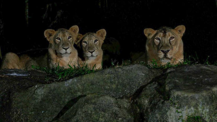 What you need to know about COVID-19 in animals after 5 lions in Singapore test positive - CNA What you need to know about COVID-19 in animals after 5 lions in Singapore test positive - CNA