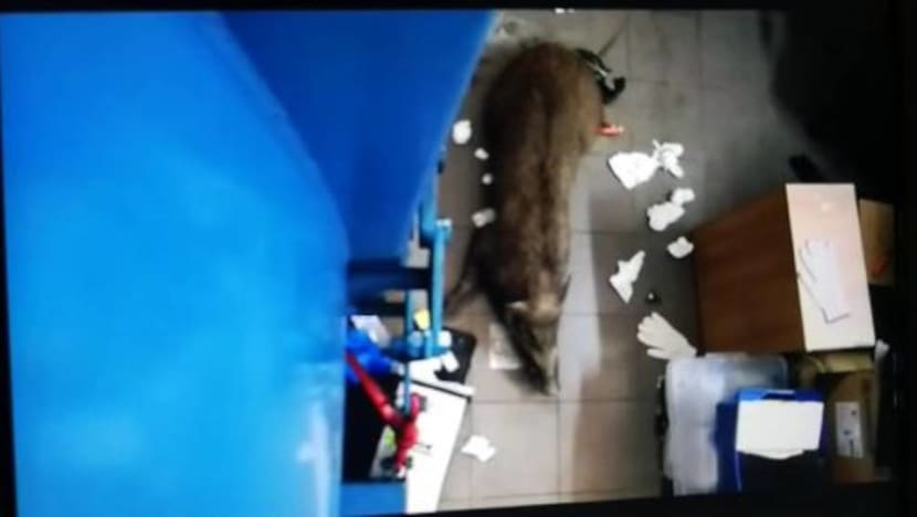 Punggol Secondary students told to be vigilant after boar injures school employee: Principal Punggol Secondary students told to be vigilant after boar injures school employee: Principal