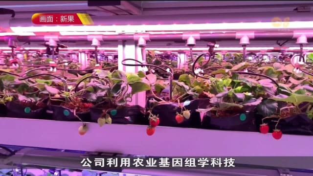 新果同马国和泰国合作 将热带草莓产量增加百倍