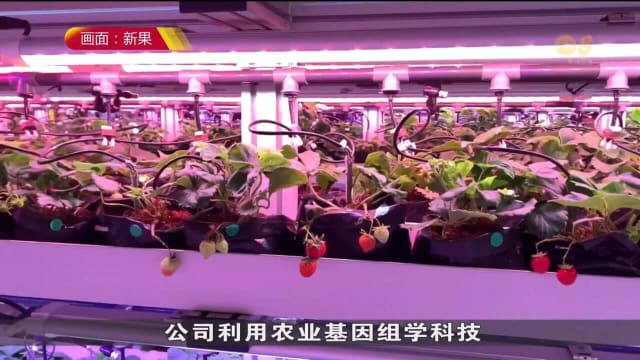 新果同马国和泰国合作 将热带草莓产量增加百倍