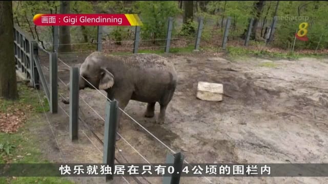 在0.4公顷围栏独居 动物保育组织要求解放布朗克斯动物园母象
