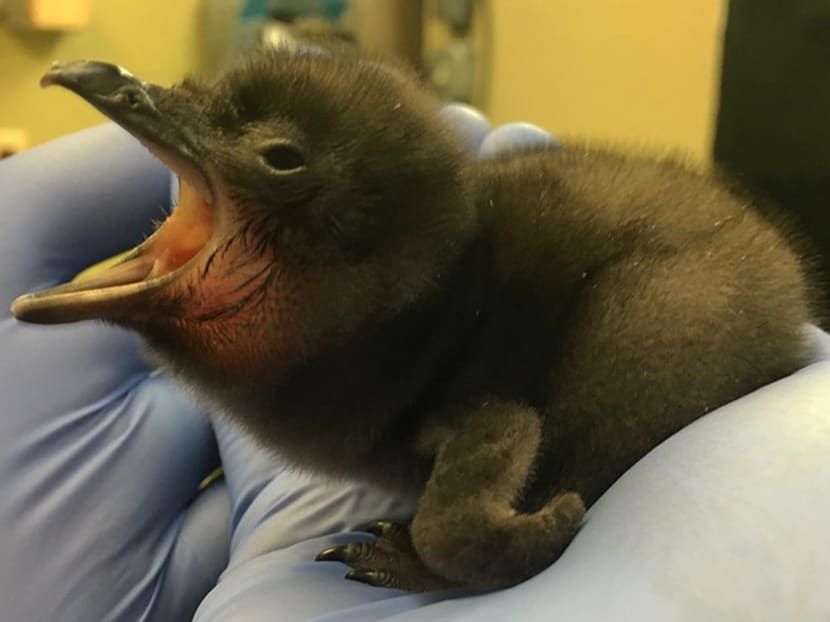 The Cincinnati Zoo's newborn pygmy blue penguin, which has been named Bowie in honour of the late British music legend. Photo: Cincinnati Zoo/Instagram