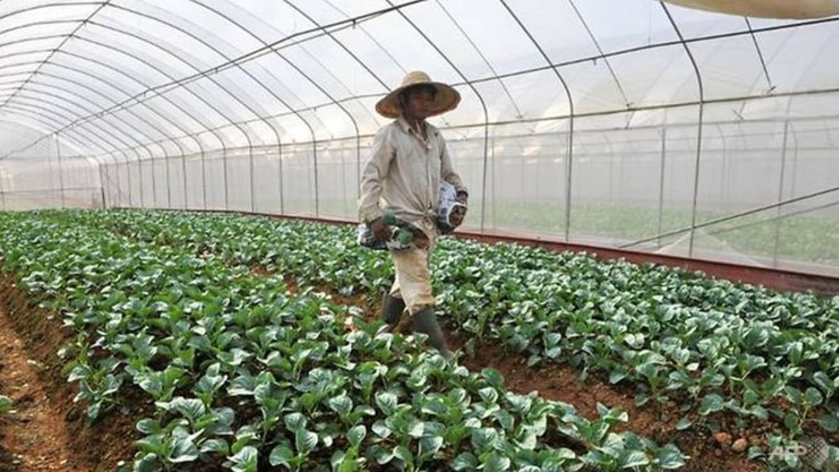 Petak tanah di Lim Chu Kang diperuntuk bagi pertanian, penternakan
