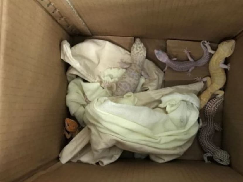 The five Leopard Geckos were found hidden in two pillows. Photo: ICA