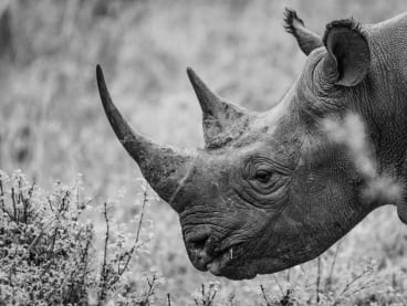 The metaphor "grey rhino" refers to a high impact, highly probable or even inexorable yet often neglected, threat.
