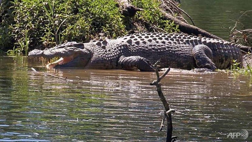 Australian boy battles to save crocodile 'friend'