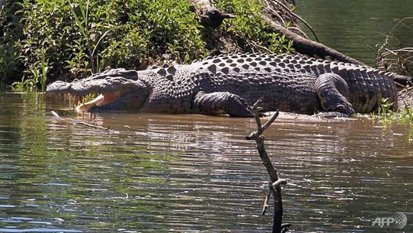 Australian boy battles to save crocodile 'friend' Australian boy battles to save crocodile 'friend'