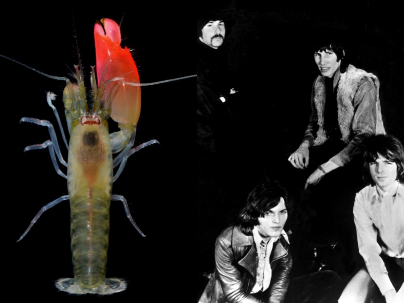 A shrimp (left) that uses sonic waves to knock out its prey has been named after rockers Pink Floyd, who have also had an asteroid (19367 Pink Floyd) and a wasp (Cephalonomia pinkfloydi) named after them. Photos: AFP