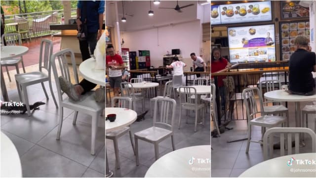 蜥蜴闯入榜鹅咖啡店 食客爬上桌躲避