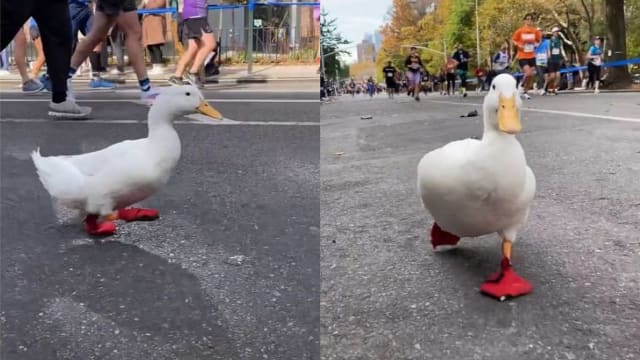 超萌！网红鸭参加纽约马拉松 可爱跑姿圈粉无数