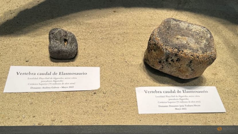 Chilean beachgoers become guardians of Elasmosaurus fossils Chilean beachgoers become guardians of Elasmosaurus fossils