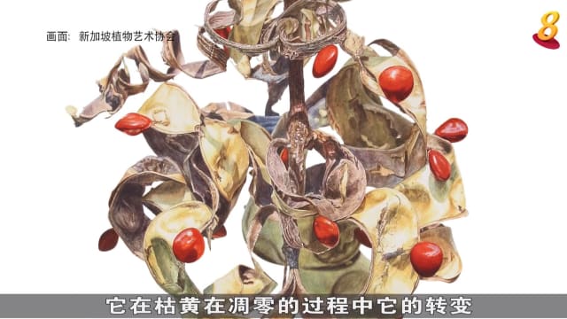 狮城有约 | 狮城话艺：植物画