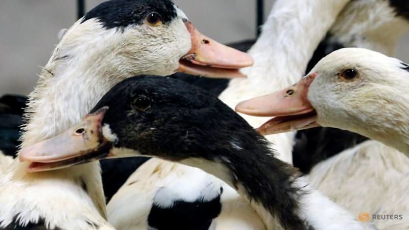 France tightens bird flu measures as virus spreads in Europe France tightens bird flu measures as virus spreads in Europe