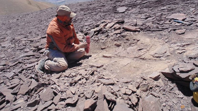 Scientists discover ancient cemetery of flying reptiles in Chile's Atacama desert Scientists discover ancient cemetery of flying reptiles in Chile's Atacama desert
